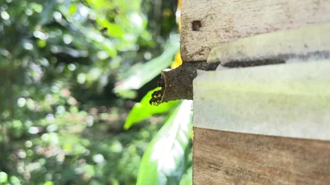 Nest of Scaptotrigona stingless bees, native angelita bees hive, social bees Stock Footage 305778348