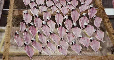 Nest sheet with fish drying on sun in boat port in slow motion Stock Footage 156285333