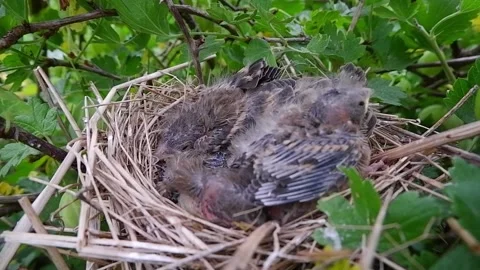 The nest of a small bird with chicks Stock Footage 157834986
