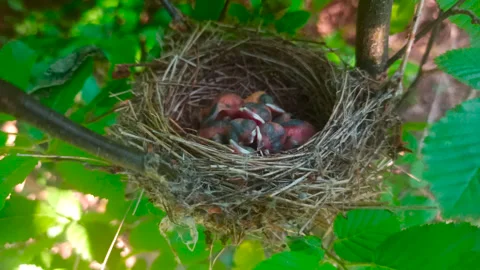 A nest with small chicks in the bushes Stock Footage 274711819