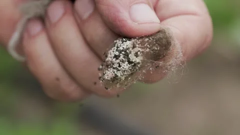 A nest of small spiders in a persons hand. Spider cocoon, close-up Stock Footage 317807476