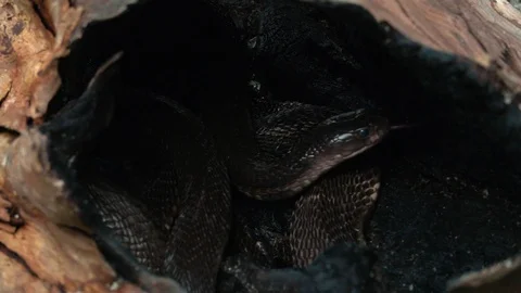 Nest of Snakes with Black King Cobras | Stock Video | Pond5