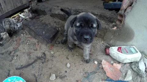 Nest of some very young cute puppy dogs making noises in front of camera 4k Stock Footage 55815904