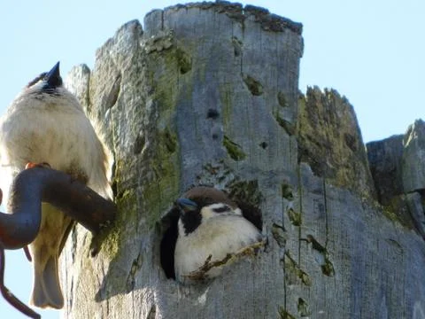 A nest of sparrows Stock Photos