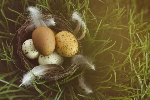 Nest with speckled eggs in the grass Stock Photos