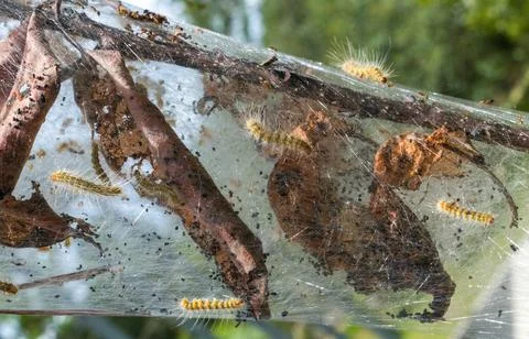 Nest spun by fall webworm moth caterpillar - Hyphantria cunea - a Native Am.. Stock Photos