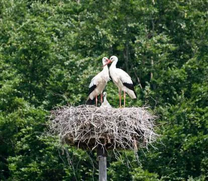 Nest with stork Stock Photos