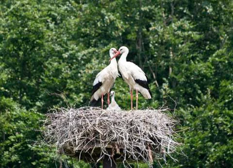 Nest with stork Stock Photos