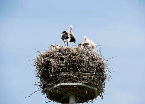 Nest with stork Stock Photos