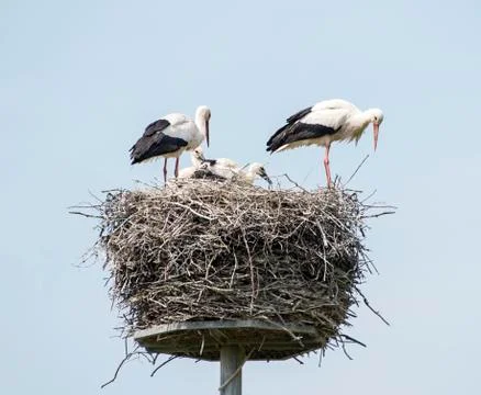 Nest with stork Stock Photos