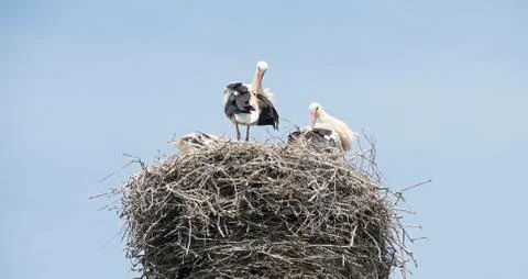 Nest with stork Stock Photos