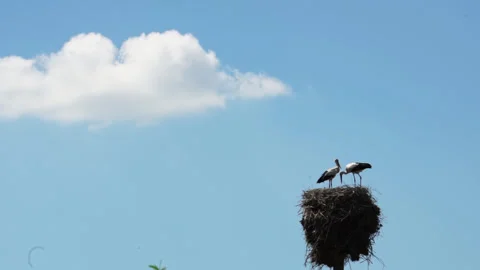 A nest of storks with birds in it against the background of a blue summer sky. Stock Footage 270145605