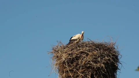 A nest of storks with birds in it against the background of a blue summer sky. Stock Footage 333447380