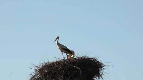 A nest of storks with birds in it against the background of a blue summer sky. Stock Footage 333447612