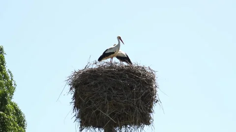 A nest of storks with birds in it against the background of a blue summer sky. Stock Footage 333448873