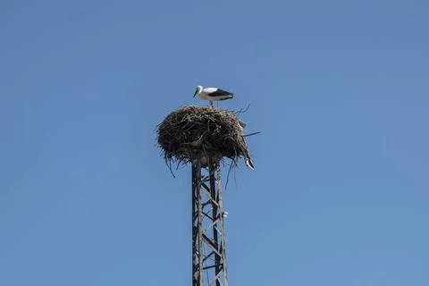 Nest with storks Stock Photos