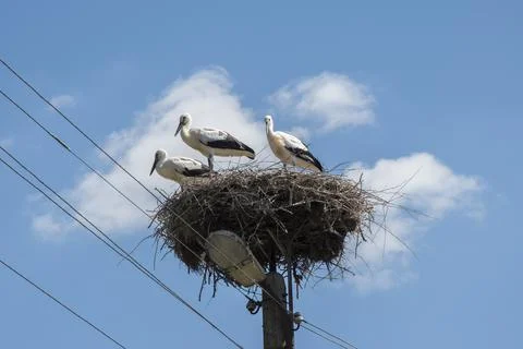 Nest with storks Stock Photos