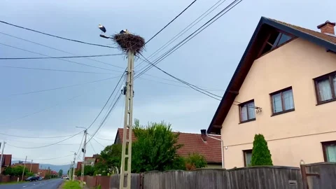 Nest of storks on a pole. Stock-Footage 250850263