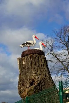 Nest of storks. Sculptural composition Stock Photos