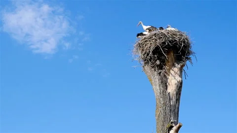 Nest with storks on the tree. Blue sky with clouds Stock Footage 95899900