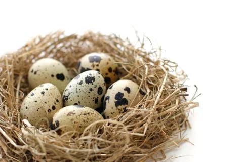 Nest from straw with quail eggs for Easter on white background Stock Photos