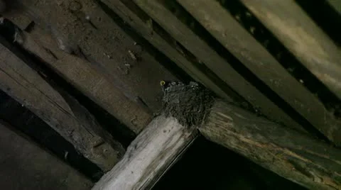 Nest of a swallow Stock Footage 11252573