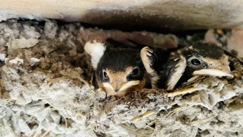 A nest of swallows with small chicks. Stock Footage 141590833