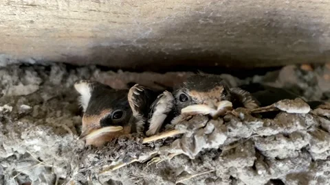 A nest of swallows with small chicks. Stock Footage 141590850