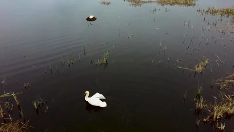 The nest of a Swan Stock Footage 133313921