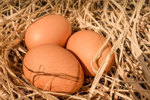 Nest with three eggs Stock Photos
