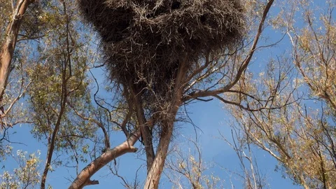 Nest at the top of a tree with a heart shape Stock Footage 118765031