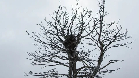 A nest in a tree during autumn Vídeo Stock 118378804