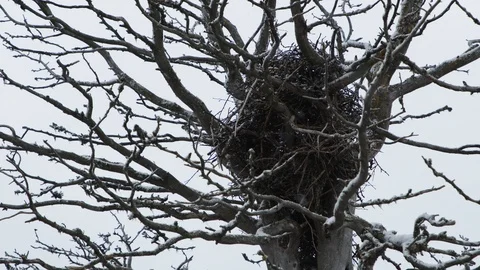 A nest in a tree during autumn Vídeo Stock 118379208