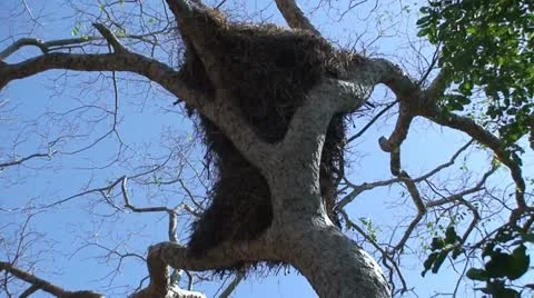 Nest on a Tree Stock Footage 11578009