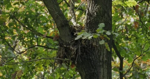 Nest in a tree Stock Footage 285237628