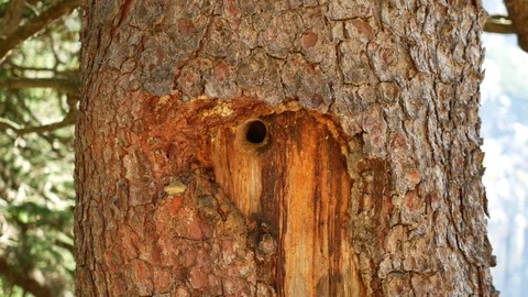 A Nest in a trunk. Video stock 99567921