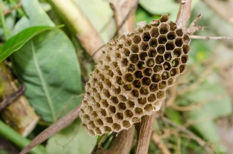 Nest of wasp Stock Photos