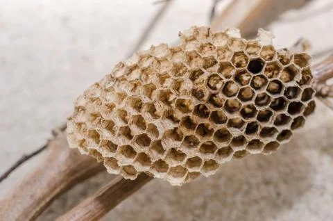 Nest of wasp Stock Photos