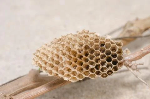 Nest of wasp Stock Photos