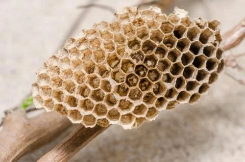 Nest of wasp Stock Photos