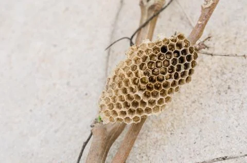 Nest of wasp Stock Photos