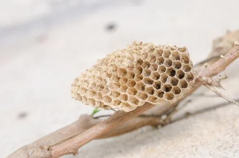Nest of wasp Stock Photos