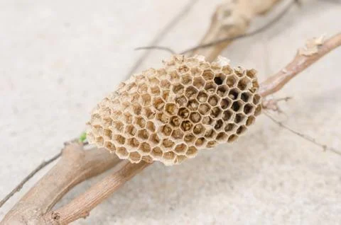 Nest of wasp Stock Photos