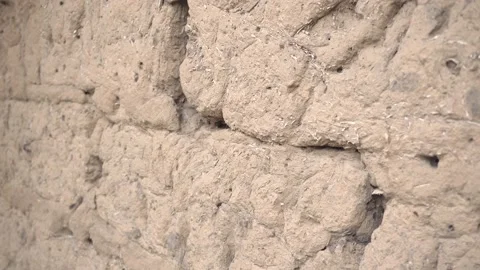 Nest Wasps in Bricks. Wasp Nest with Wasps on a Rubble Wall Video stock 134938530