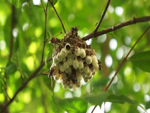 Nest of wasps close up Stock Footage 74513532
