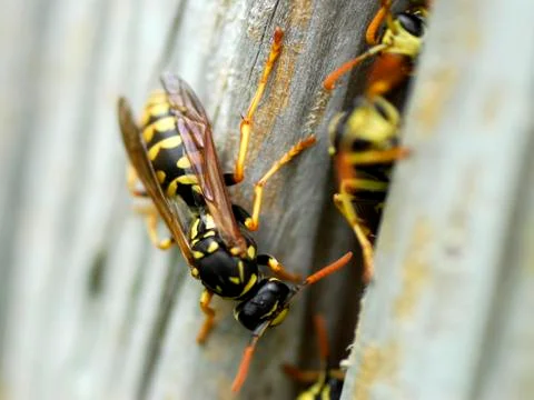 Nest of wasps Stock-Fotos