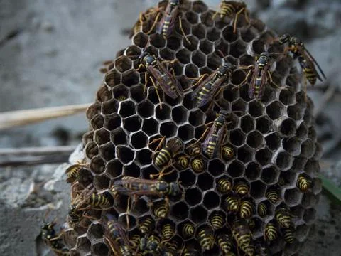 Nest with wasps on stone Stock Photos