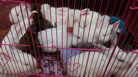 A nest of white rabbits, sleeping Stock Footage 85875407