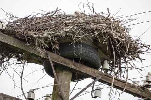 Nest of white storks at top of a cable column with wires Stock Photos