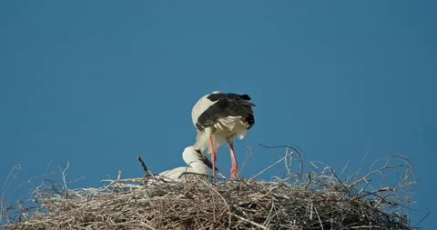 A nest of white storks with young chicks, an adult stork protects its nest from Video stock 203953687